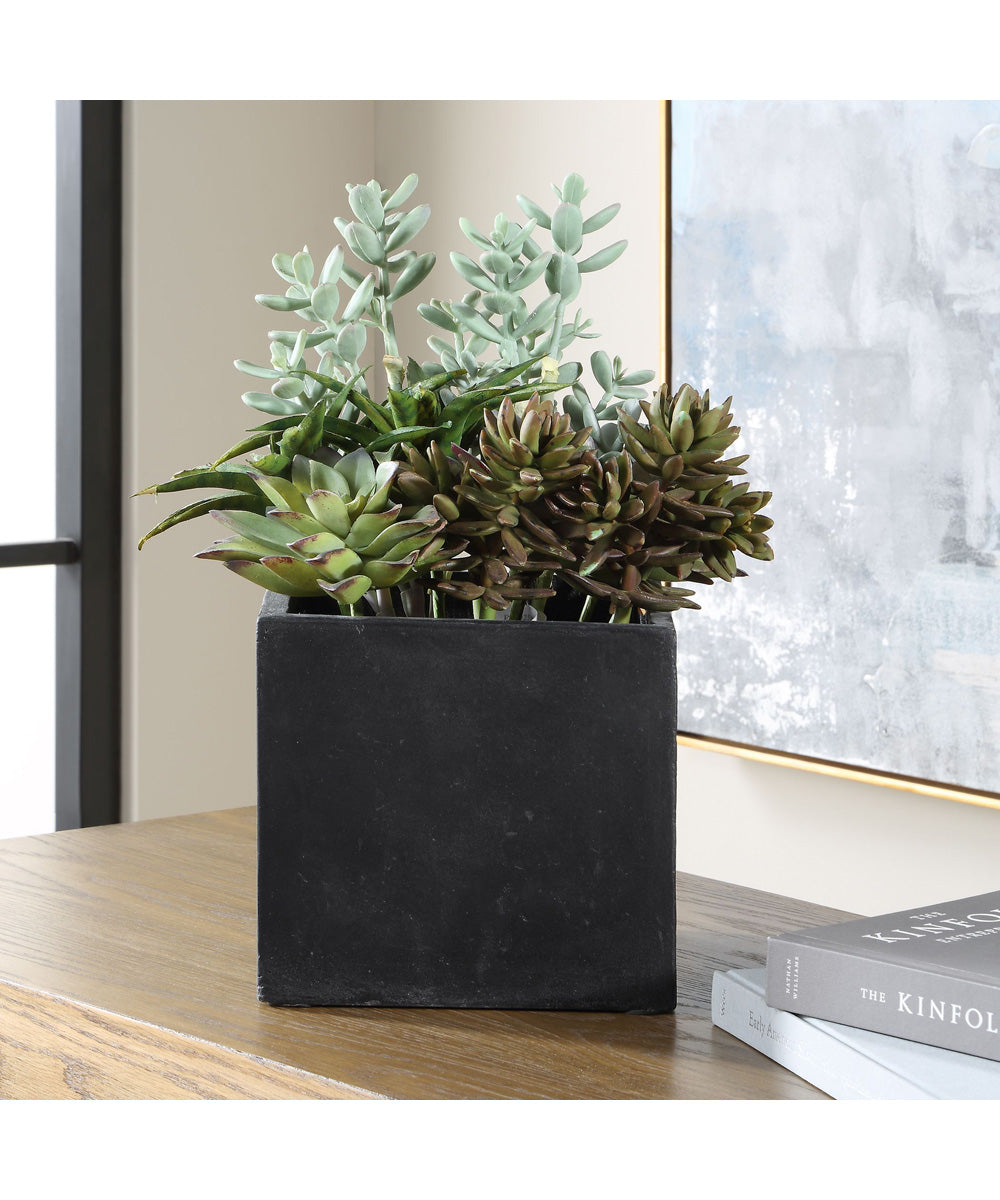 Greystone Indoor-Outdoor Succulent
