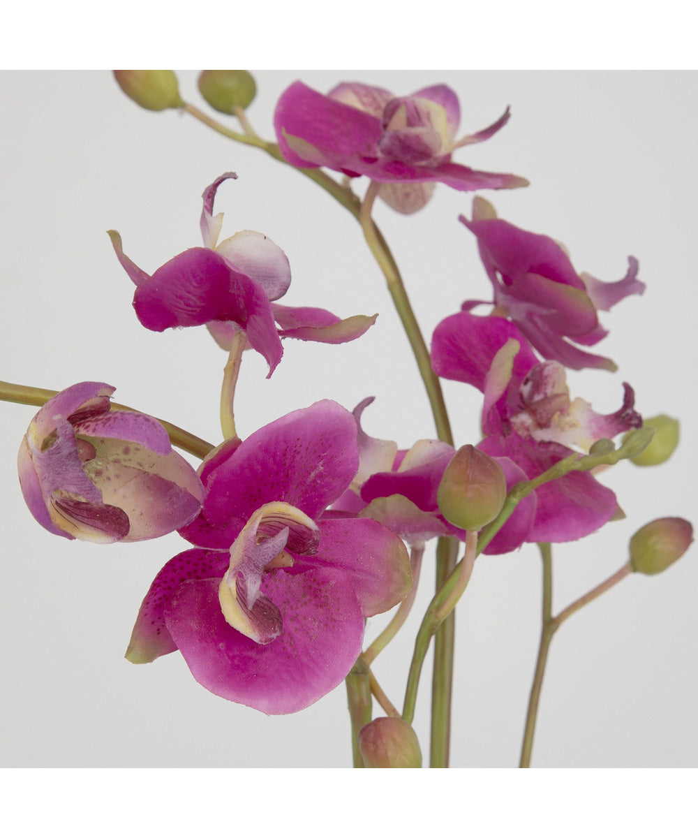 Glory Fuchsia Orchid