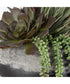 Yuma Succulent Centerpiece