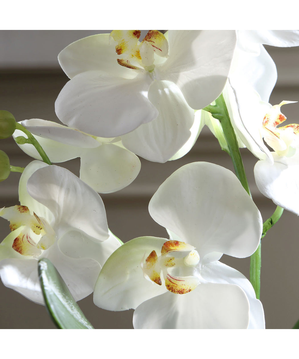 Laris Orchid Drop-In
