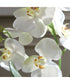 Laris Orchid Drop-In
