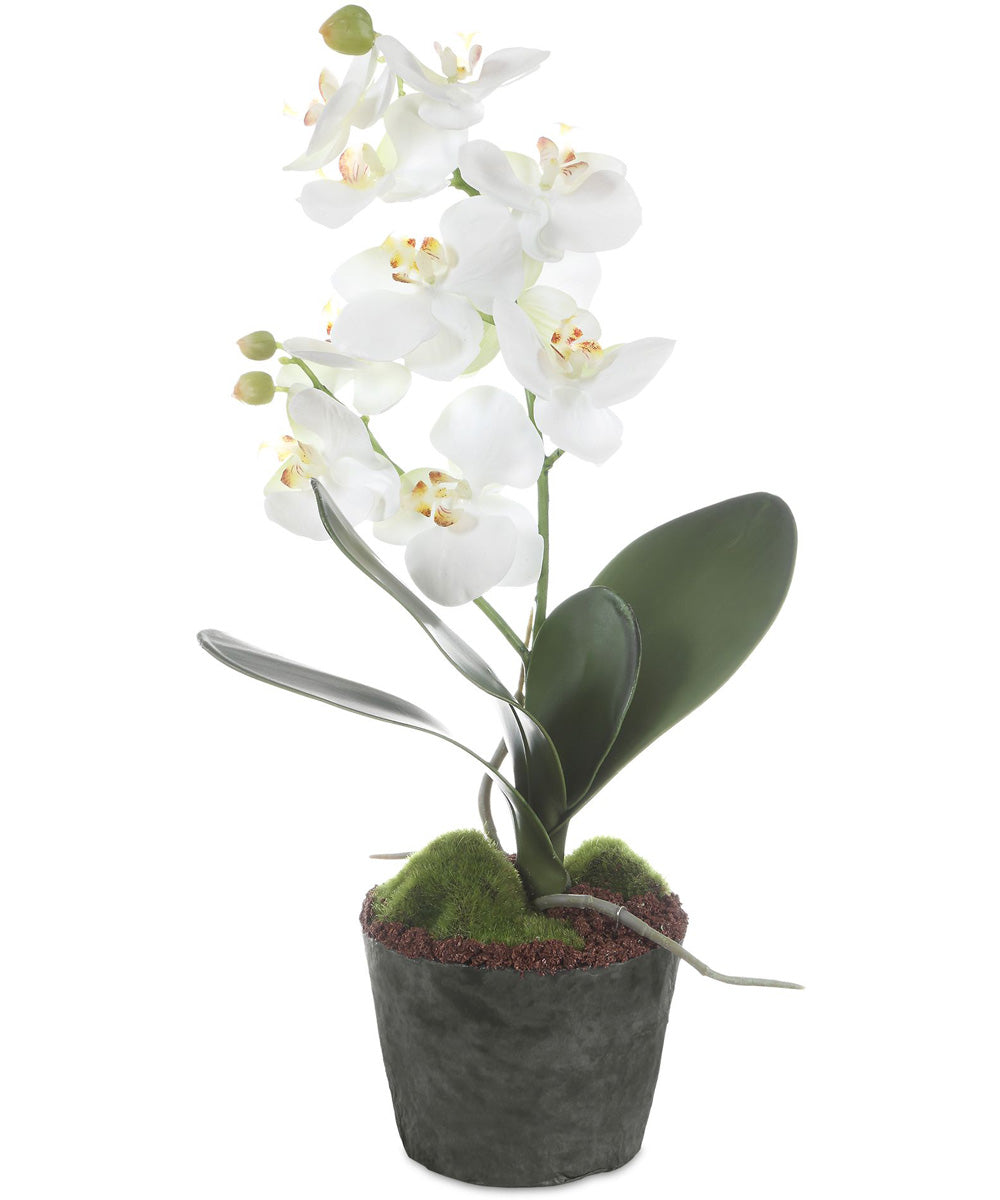 Laris Orchid Drop-In