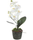 Laris Orchid Drop-In