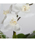 Transcend Orchid Centerpiece