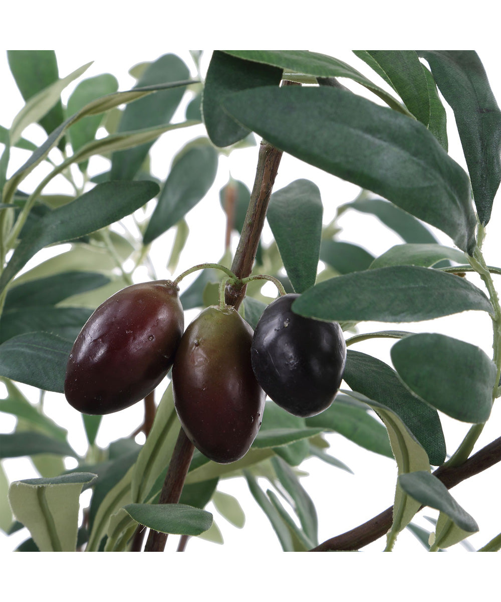 Marisol Potted Olive Plant