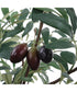 Marisol Potted Olive Plant