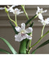 Clovis Orchid Drop-In