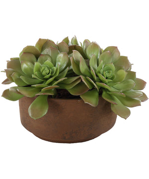 Sable Succulent Accent In Pot