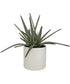 Taos Aloe Centerpiece