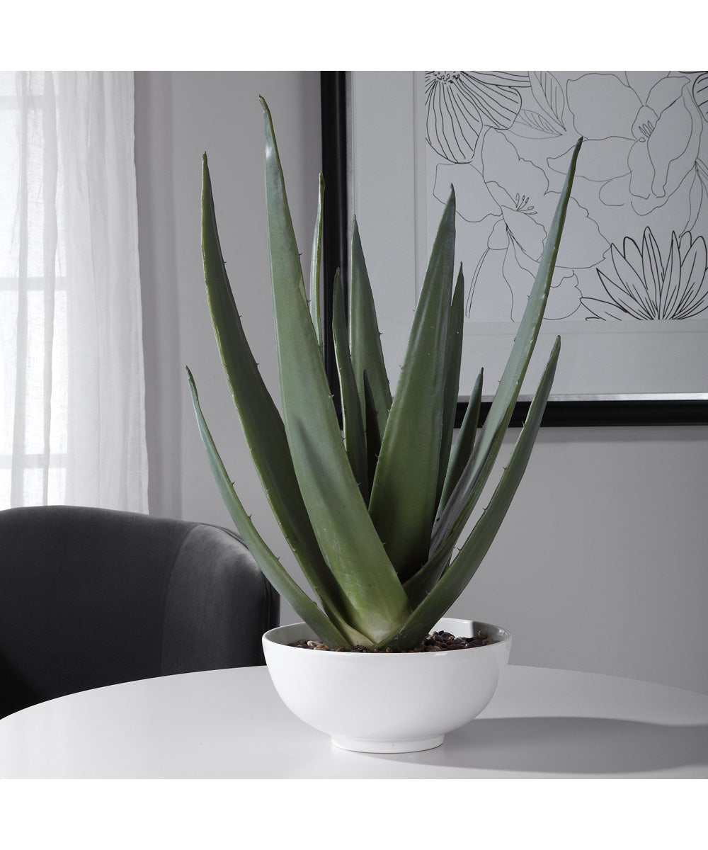 Evarado Aloe Planter