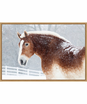 Framed Snowy Draft Horse by Sue Schlabach Canvas Wall Art Print (33  W x 23  H), Sylvie Maple Frame