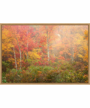 Framed Soft Fall Forest Pallet by Patrick Zephyr Canvas Wall Art Print (33  W x 23  H), Sylvie Maple Frame
