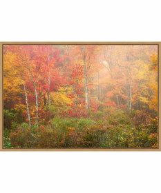 Framed Soft Fall Forest Pallet by Patrick Zephyr Canvas Wall Art Print (33  W x 23  H), Sylvie Maple Frame