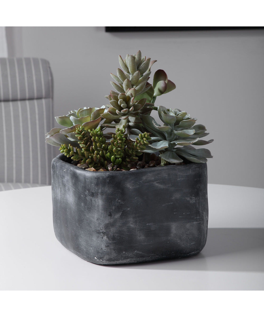 Alverio Desert Garden Succulents