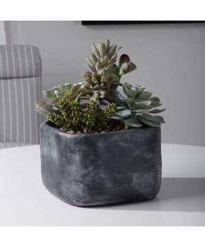 Alverio Desert Garden Succulents