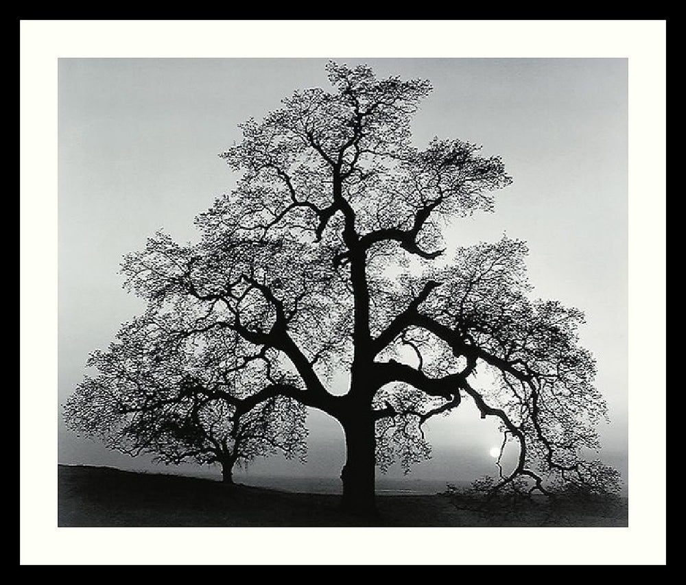 23"H x 27"W Ansel Adams Oak Tree Sunset City California 1962 Framed Print