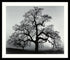 Amanti Art Ansel Adams Oak Tree Sunset City California 1962 Framed Print AA01382