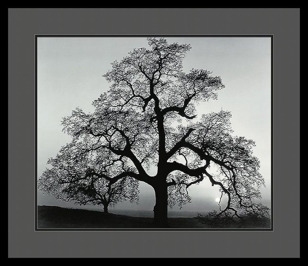 25"H x 29"W Ansel Adams Oak Tree Sunset City California 1962 Framed Print