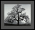 Amanti Art Ansel Adams Oak Tree Sunset City California 1962 Framed Print AA01392