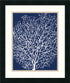 Amanti Art Sabine Berg Navy Coral II Framed Art Print Satin Black AA987460