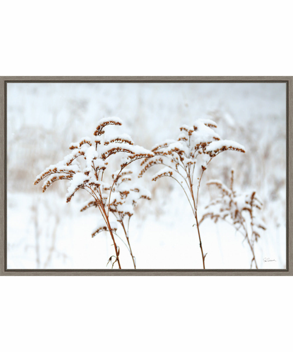 Framed Snowy Gardens by Sue Schlabach Canvas Wall Art Print (33  W x 23  H), Sylvie Greywash Frame