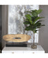 Urbana Fiddle Leaf Fig Plant