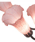 24" Wide Pond Lily Pink 7 Light Chandelier