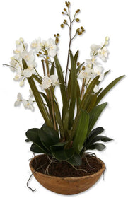 34"H Moth Orchid Botanical Natural Brown