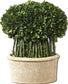 Uttermost Willow Topiary Botanical Natural Evergreen 60108